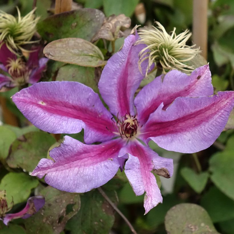 Clematis Mrs N. Thompson (Floración)