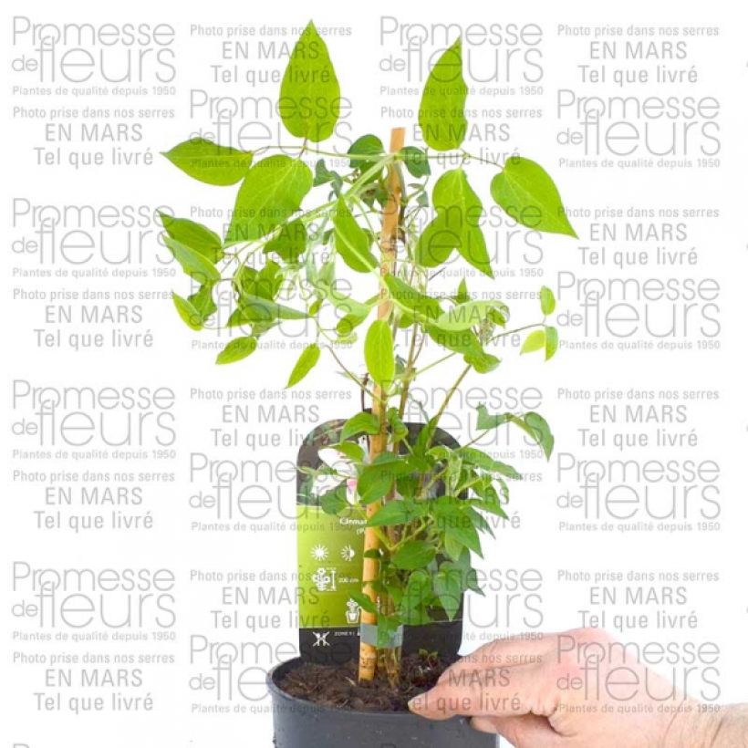 Ejemplo de ejemplar de Clématite - Clematis Andromeda Pot de 2L/3L tal y como se entrega