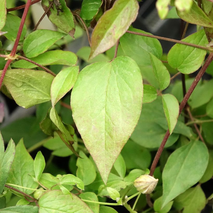 Clematis Pernille (Follaje)