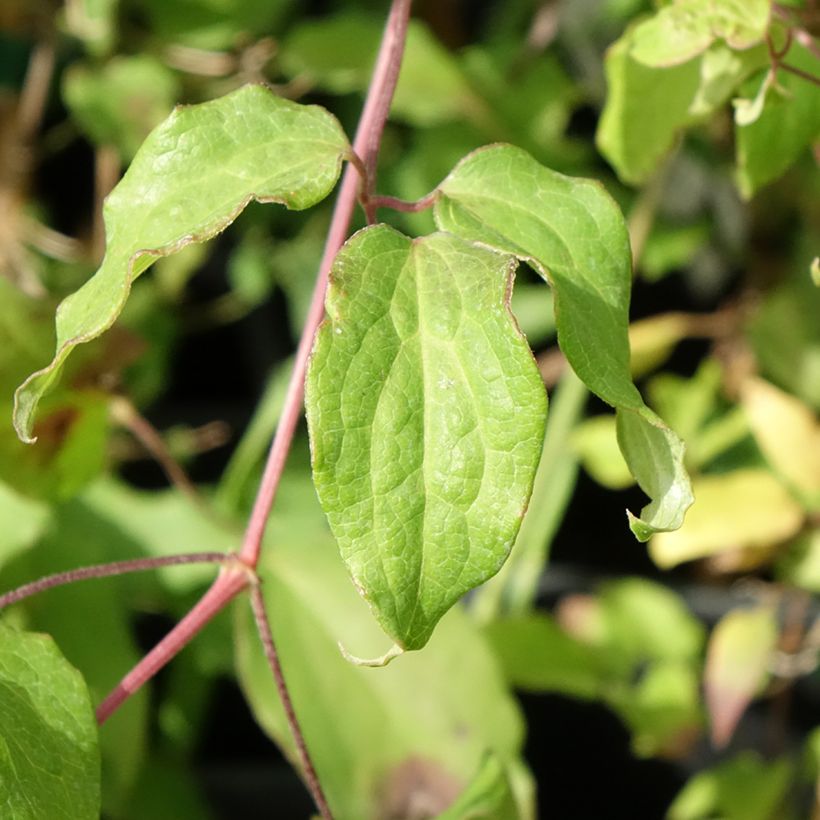 Clematis Picardy (Follaje)