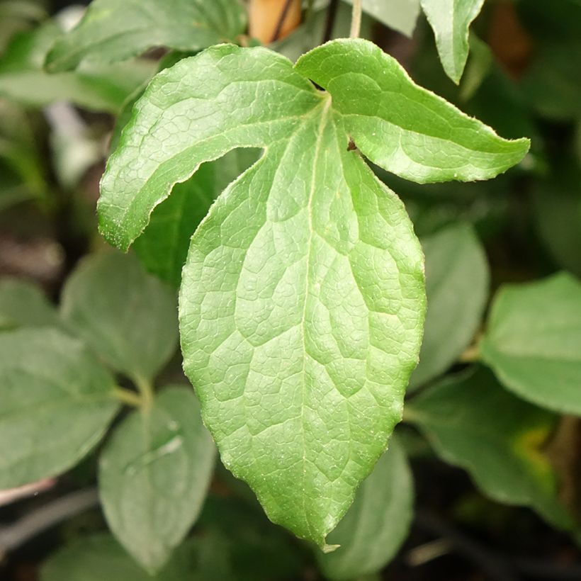 Clematis Rosamunde (Follaje)