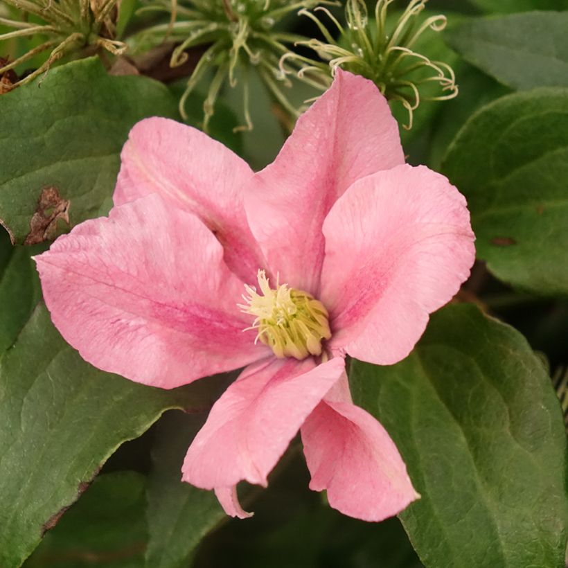 Clematis Rosamunde (Floración)