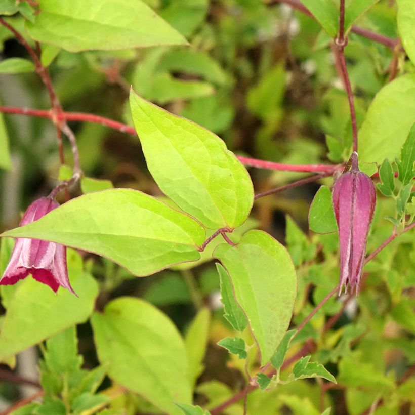 Clematis tangutica Aureolin (Follaje)