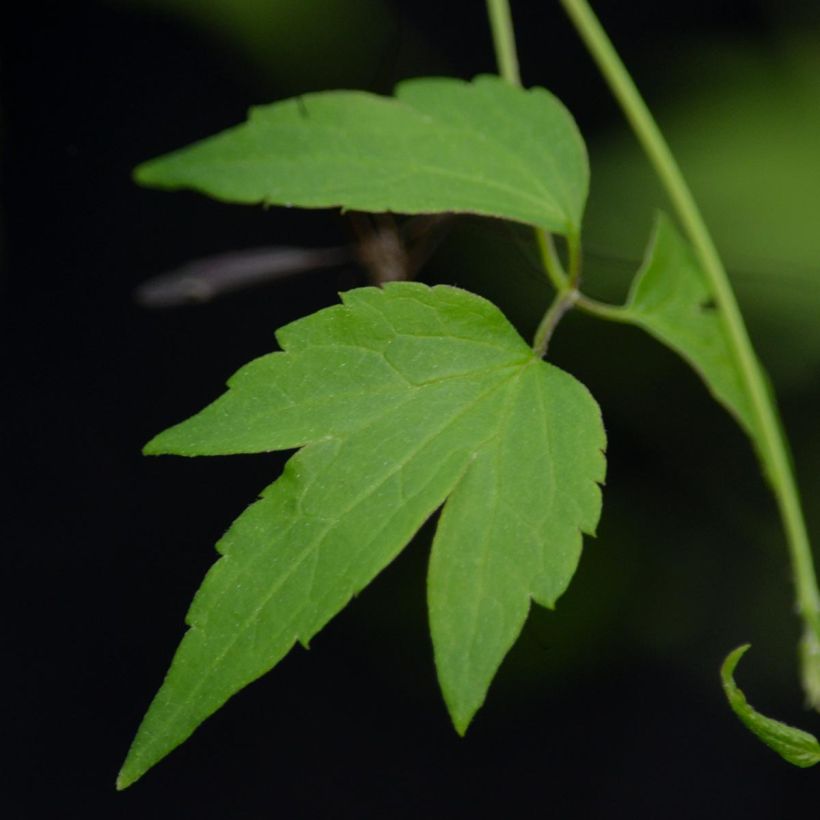 Clematis tangutica Grace (Follaje)