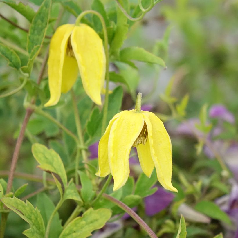 Clematis tangutica Lambton Park (Floración)