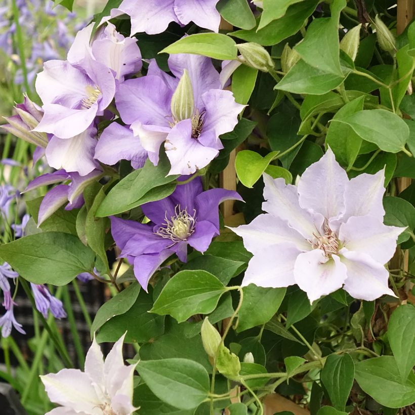 Clematis Mix Blue (Floración)