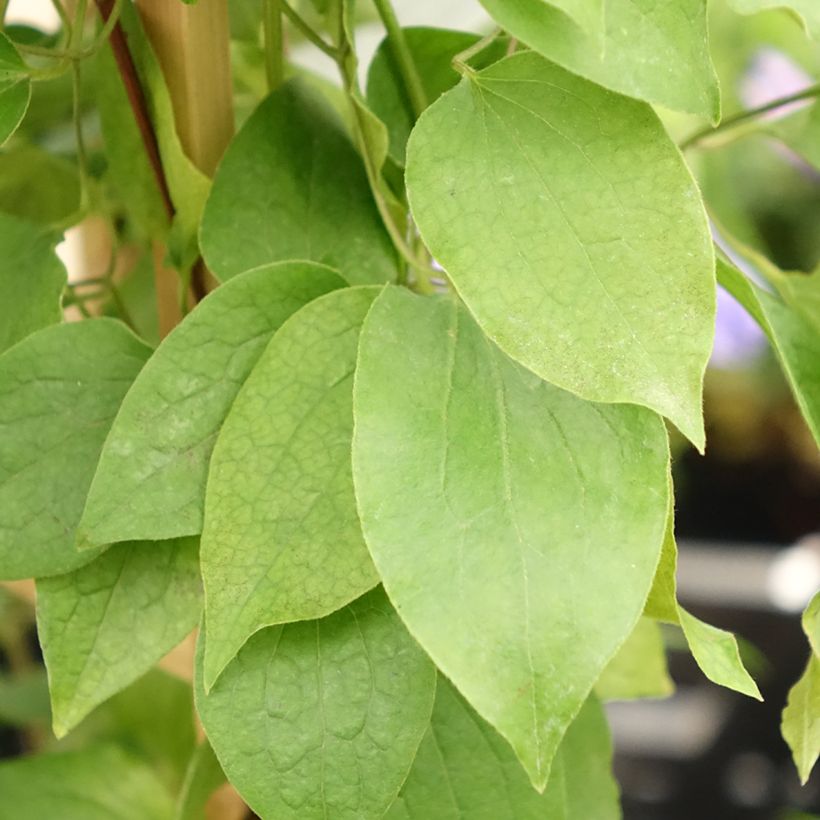 Clematis Mix (Follaje)