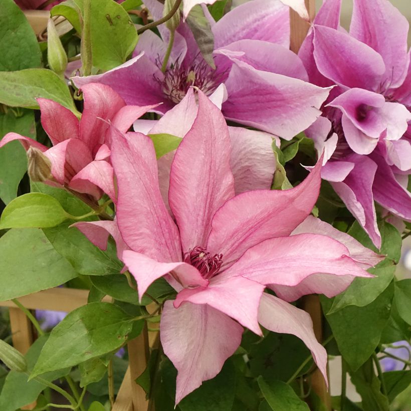 Clematis Mix (Floración)