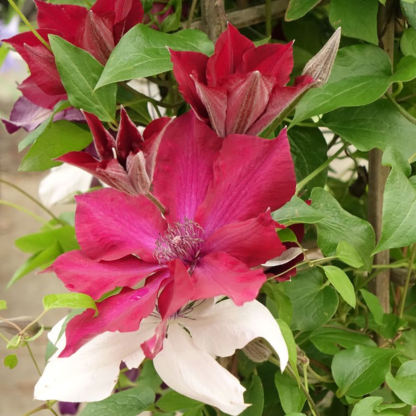 Clematis Mix Red (Floración)