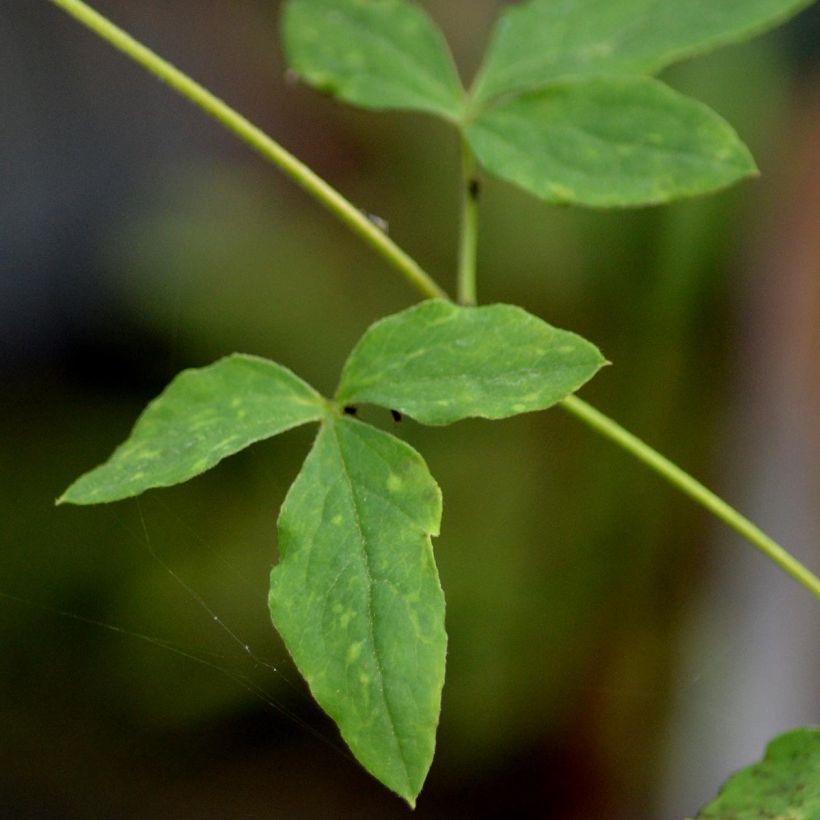 Clematis viticella Alba Luxurians (Follaje)