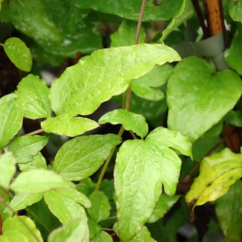 Clematis viticella Black Prince (Follaje)