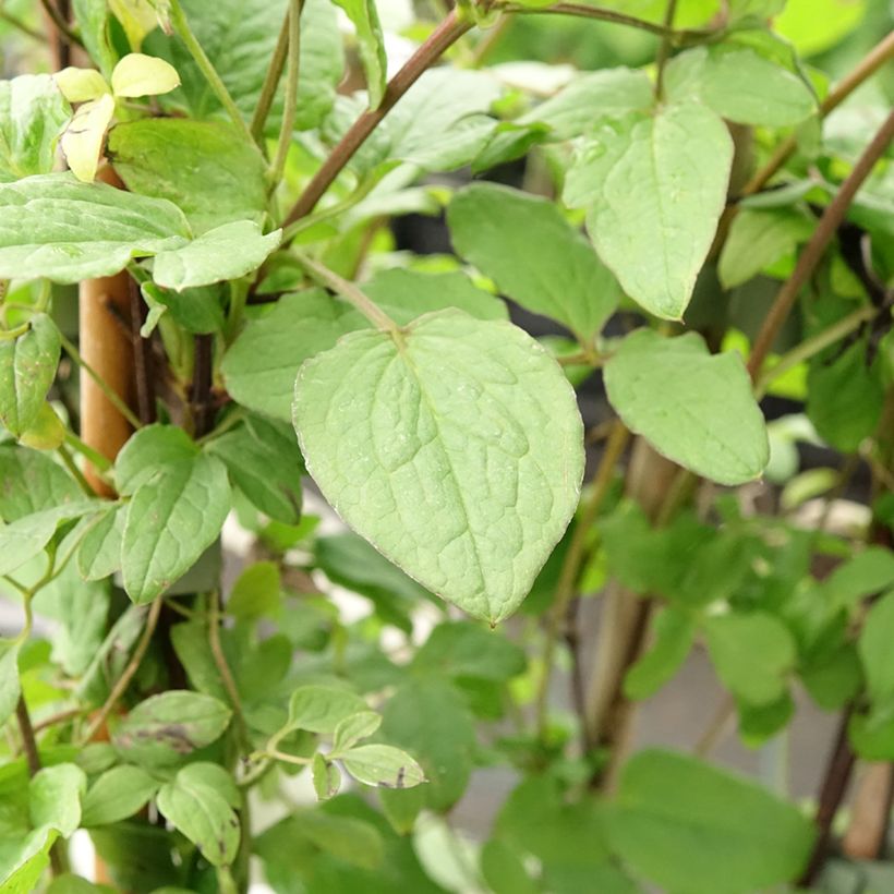 Clematis viticella Rubra (Follaje)