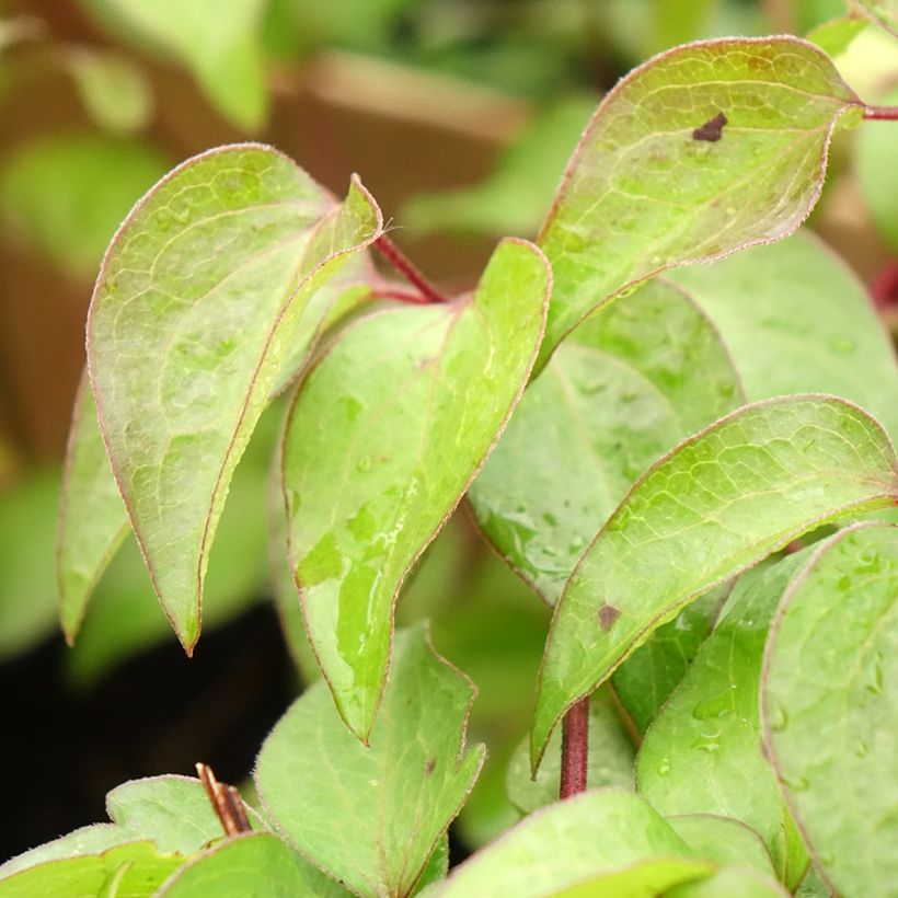 Clematis Vyvyan Pennell (Follaje)