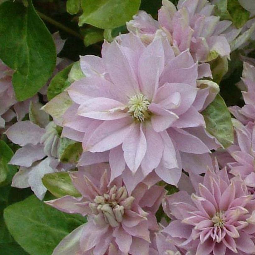 Clematis Dancing Queen (Floración)