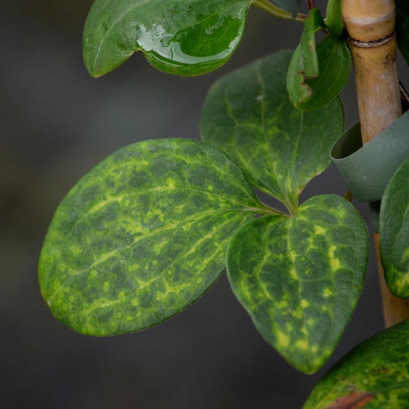 Clematis Hanagurama (Follaje)