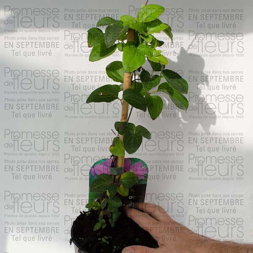 Ejemplo de ejemplar de Clématite - Clematis Hanagurama Pot de 2L/3L tal y como se entrega