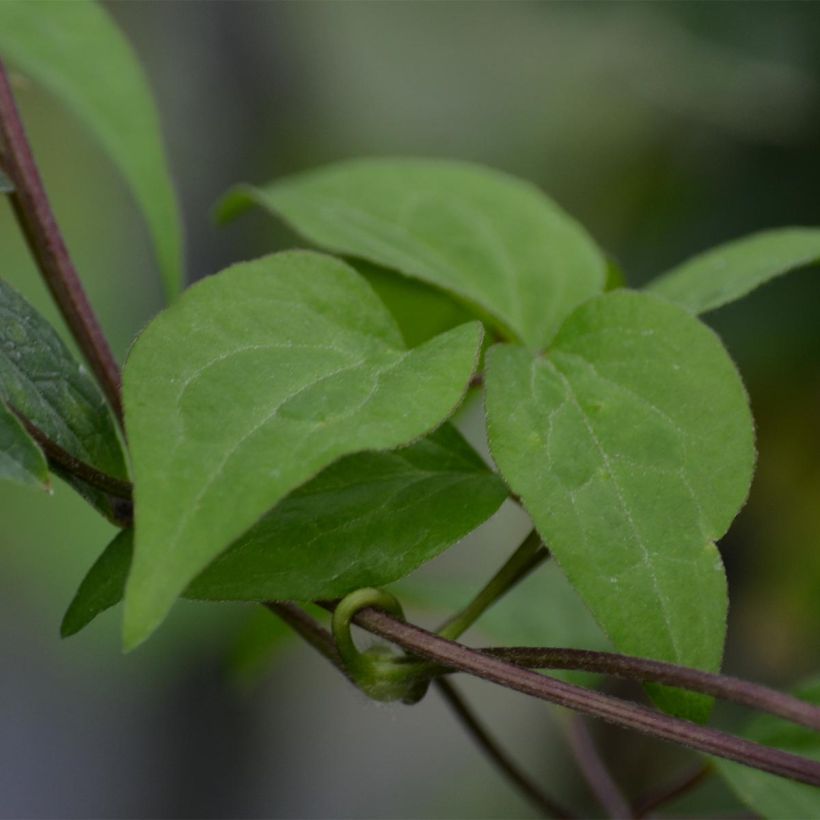 Clematis Hendryetta (Follaje)