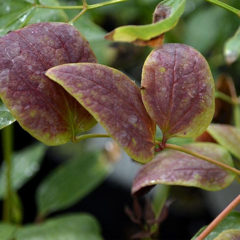 Clematis recta Purpurea (Follaje)