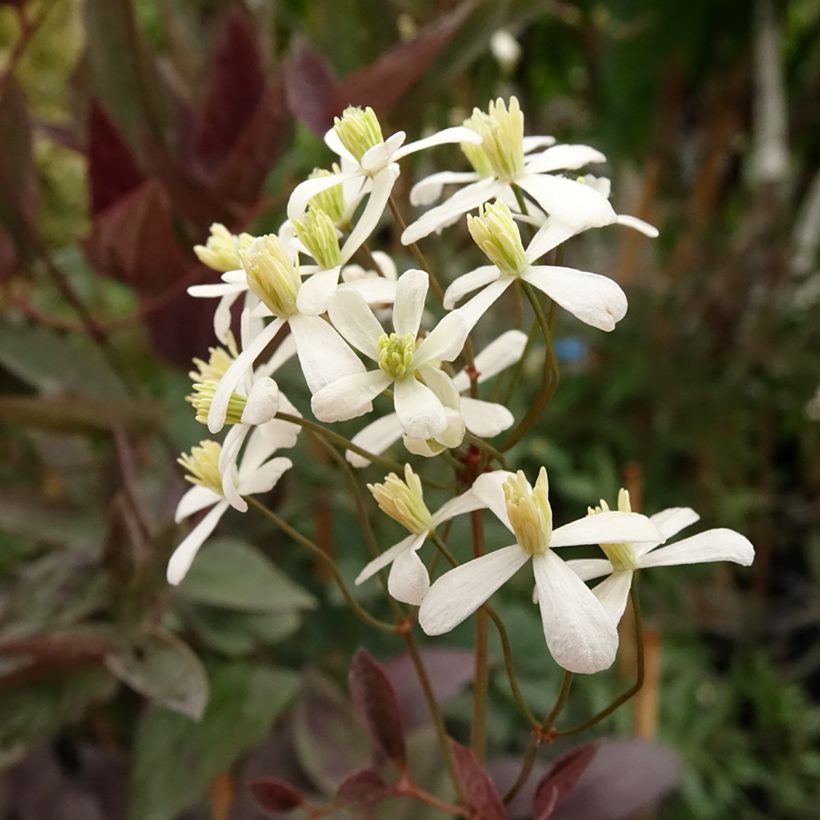 Clematis recta Purpurea (Floración)