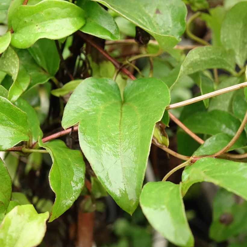 Clematis Huvi (Follaje)