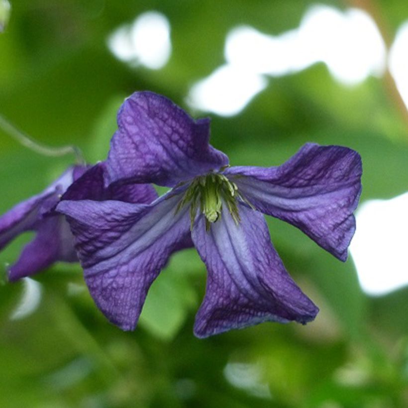 Clematis viticella (Floración)