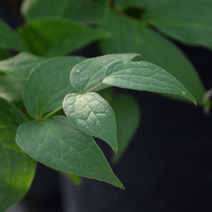 Clematis Jan Fopma (Follaje)