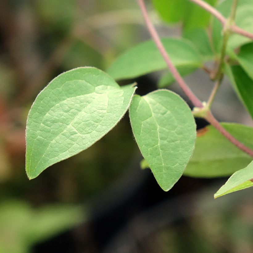 Clematis viticella Justa (Follaje)