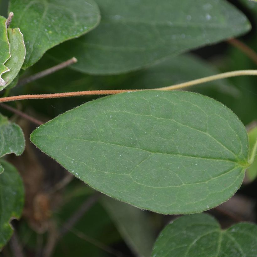 Clematis Juuli (Follaje)