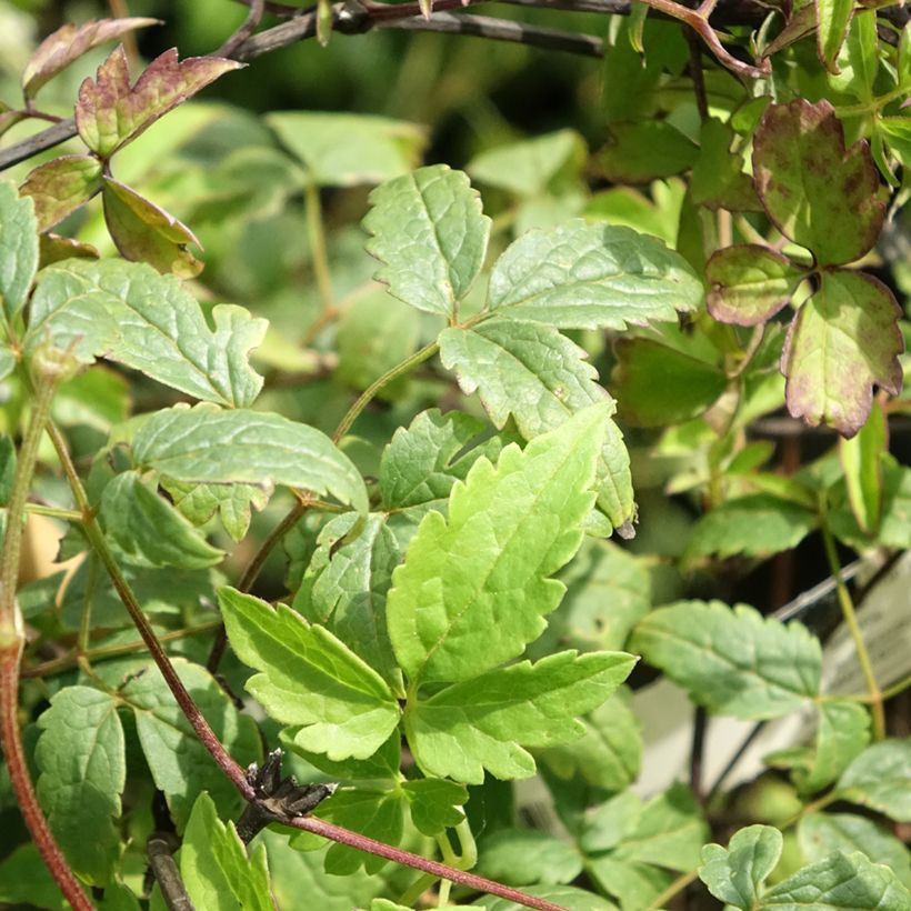 Clematis Willy (Follaje)