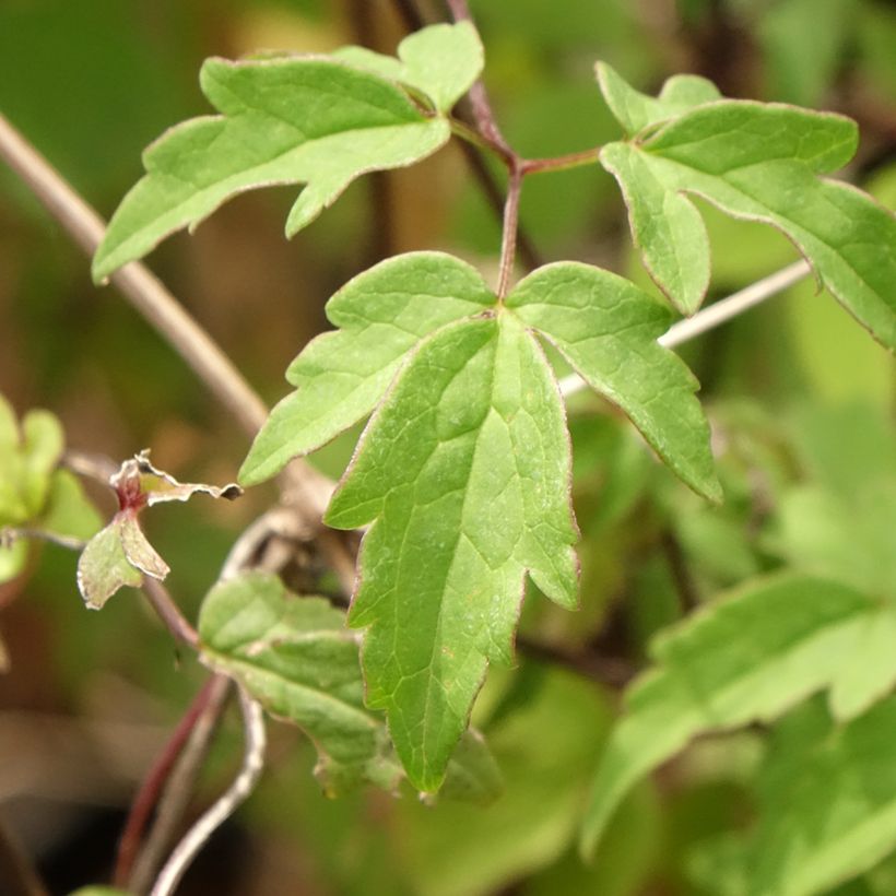 Clematis macropetala (Follaje)