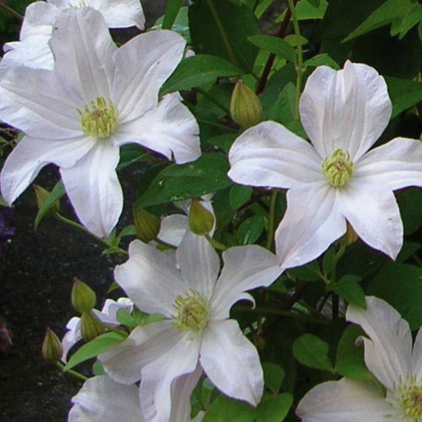 Clematis Mme Lecoultre (Floración)