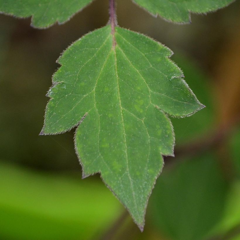 Clematis montana Giant Star (Follaje)