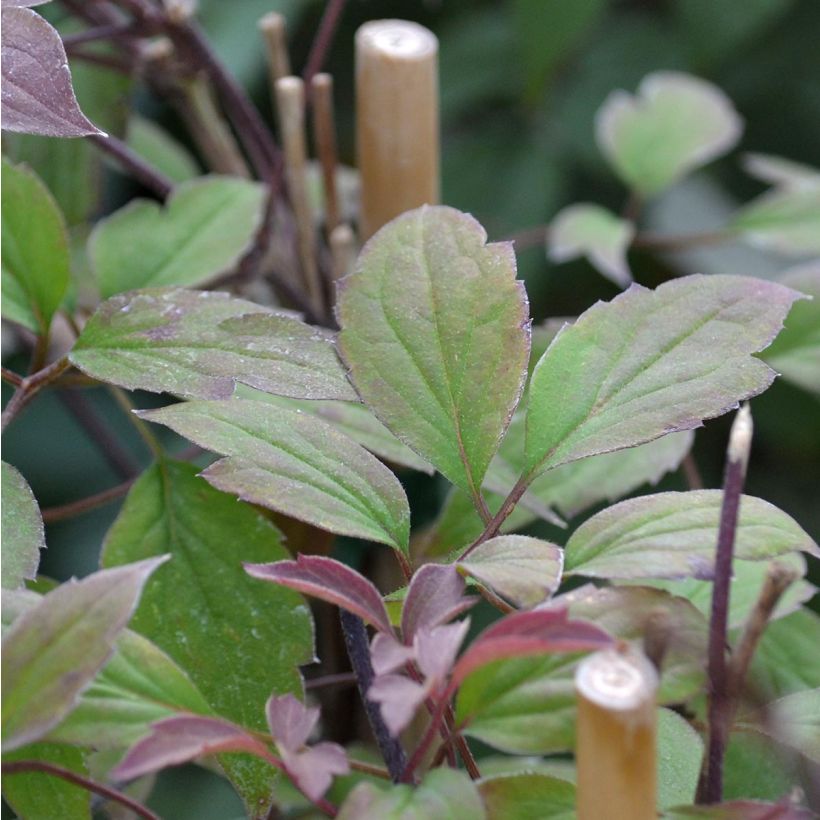 Clematis montana Rosebud (Follaje)