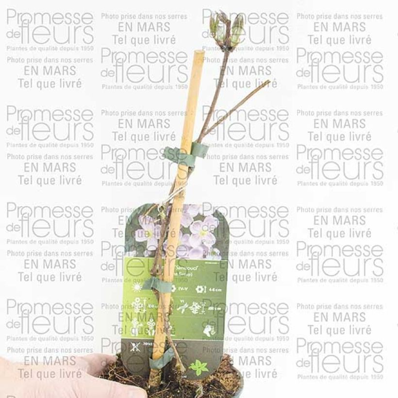 Ejemplo de ejemplar de Clématite - Clematis montana Sans Soucis Pot de 2L/3L tal y como se entrega