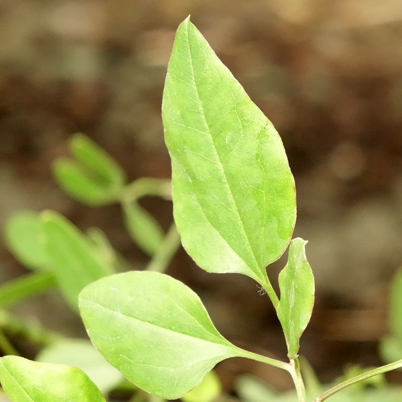 Clematis flammula - Clemátide olorosa (Follaje)