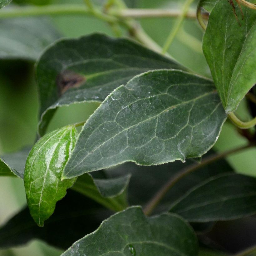 Clematis Omoshiro (Follaje)