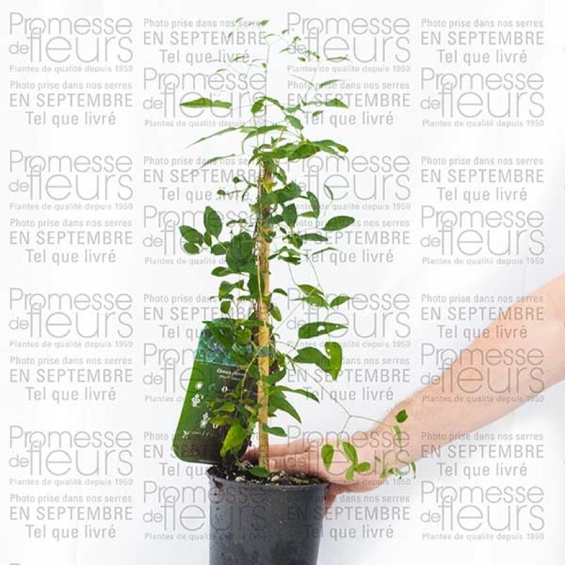 Ejemplo de ejemplar de Clématite - Clematis pitcheri Pot de 2L/3L tal y como se entrega