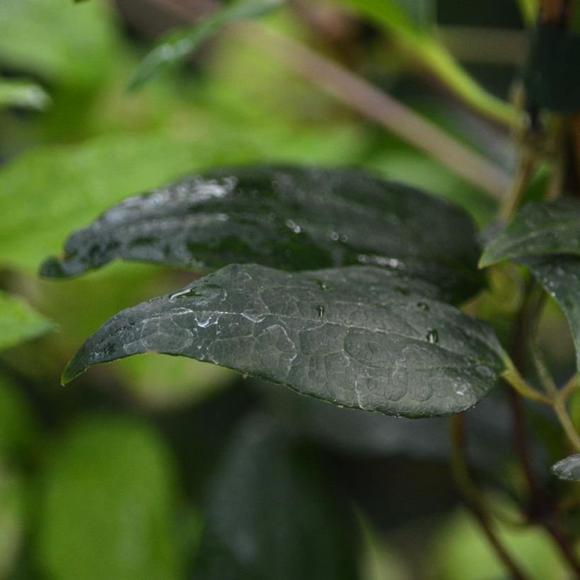 Clematis Proteus (Follaje)