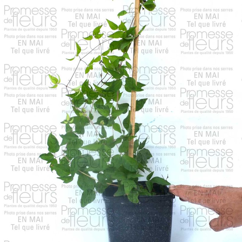 Ejemplo de ejemplar de Clématite - Clematis Reflections Pot de 2L/3L tal y como se entrega