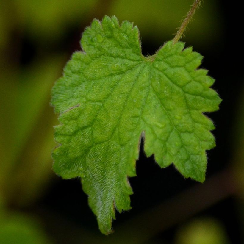 Clematis rehderiana (Follaje)