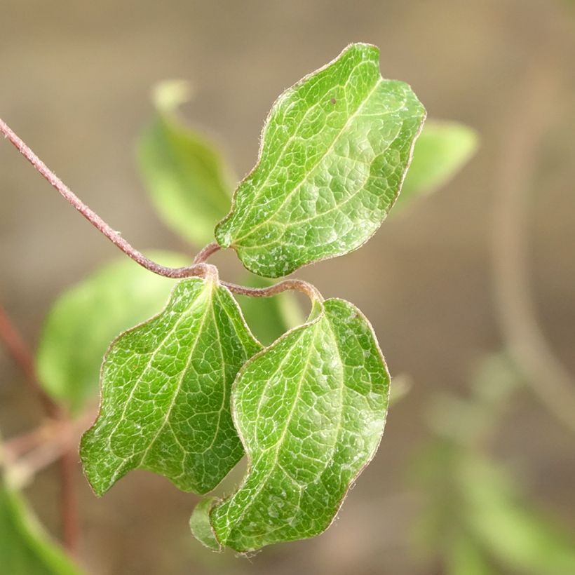 Clematis Saphyra Nancy (Follaje)