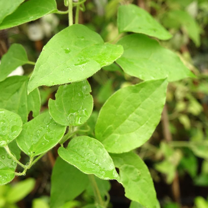 Clematis Sparkler (Follaje)