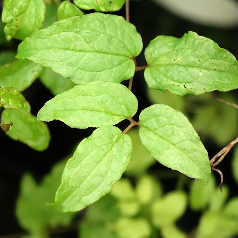 Clematis viticella Dark Eyes (Follaje)