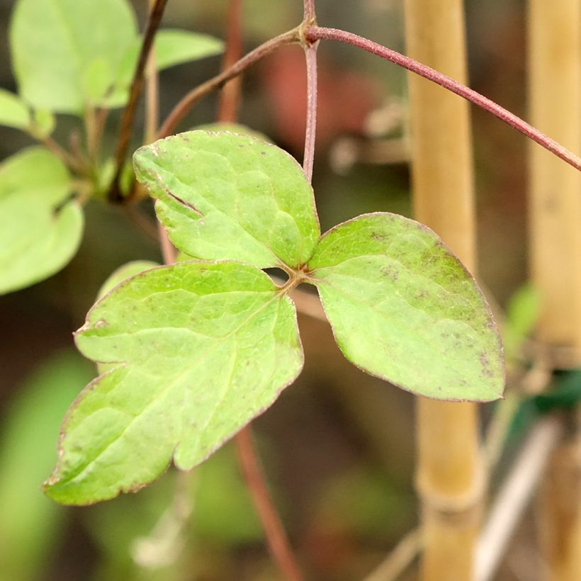 Clematis viticella John Howells (Follaje)