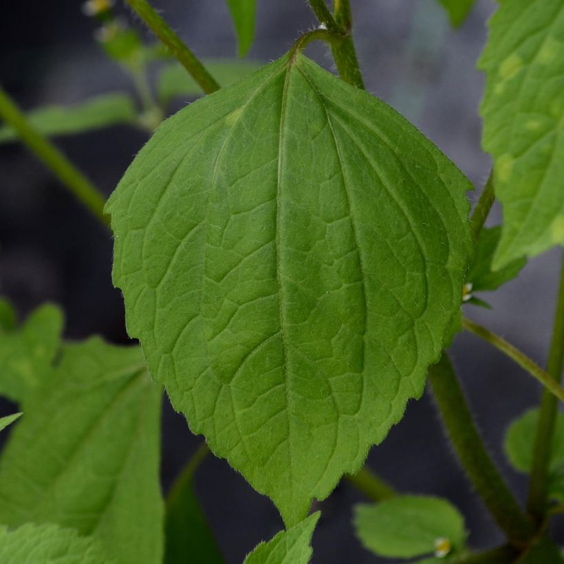 Clematis viticella Purpurea Plena Elegans (Follaje)