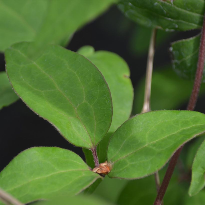 Clematis Yukiokoshi (Follaje)