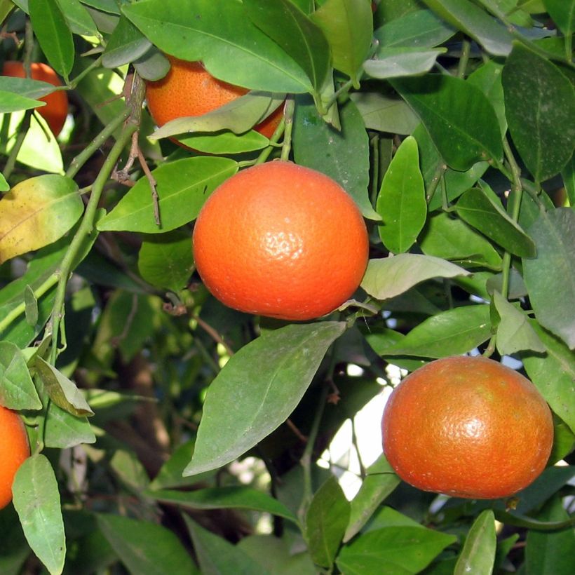 Clementina Clémentine - Citrus clementina (Cosecha)