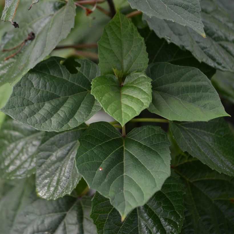 Clerodendrum bungei - Cleodendro chino (Follaje)