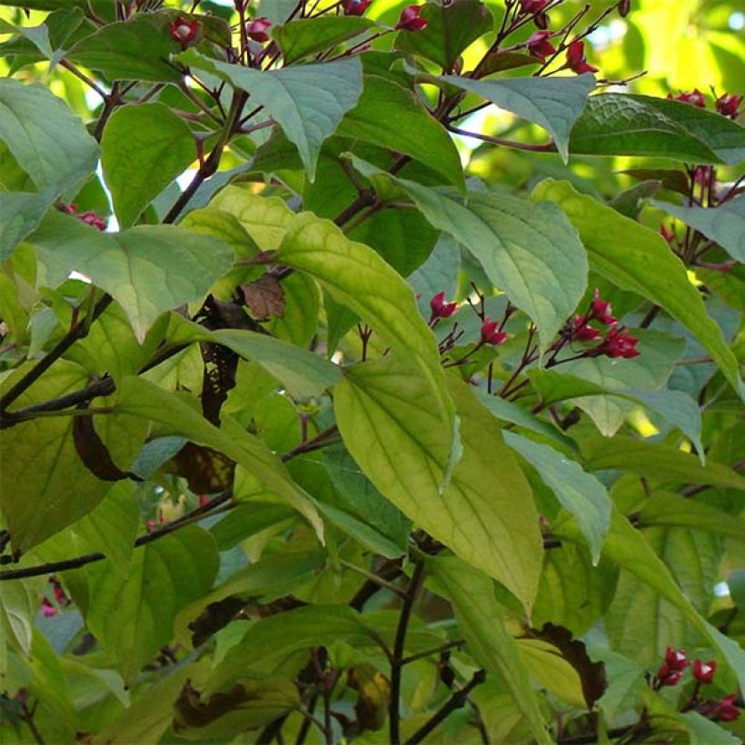 Clerodendrum trichotomum - Arbol del destino (Follaje)