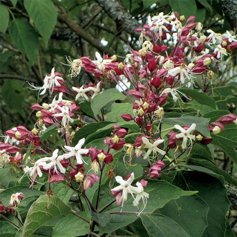 Clerodendrum trichotomum - Arbol del destino (Floración)